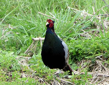 ��H�r�I�g�[�v���